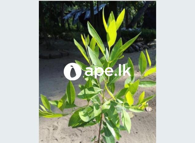 Sandalwood Plants